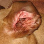 Beagle dog ear infection