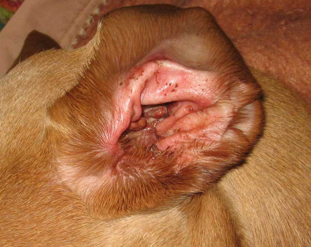 Beagle dog ear infection