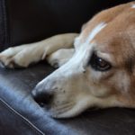 Beagle dog ear problems