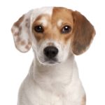 Beagle dog girl names