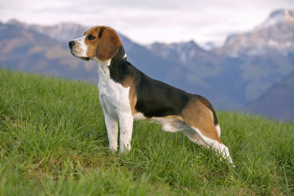 Beagle dog male names