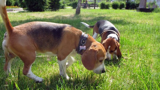 Beagle dog potty training
