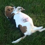 Beagle dog pregnancy