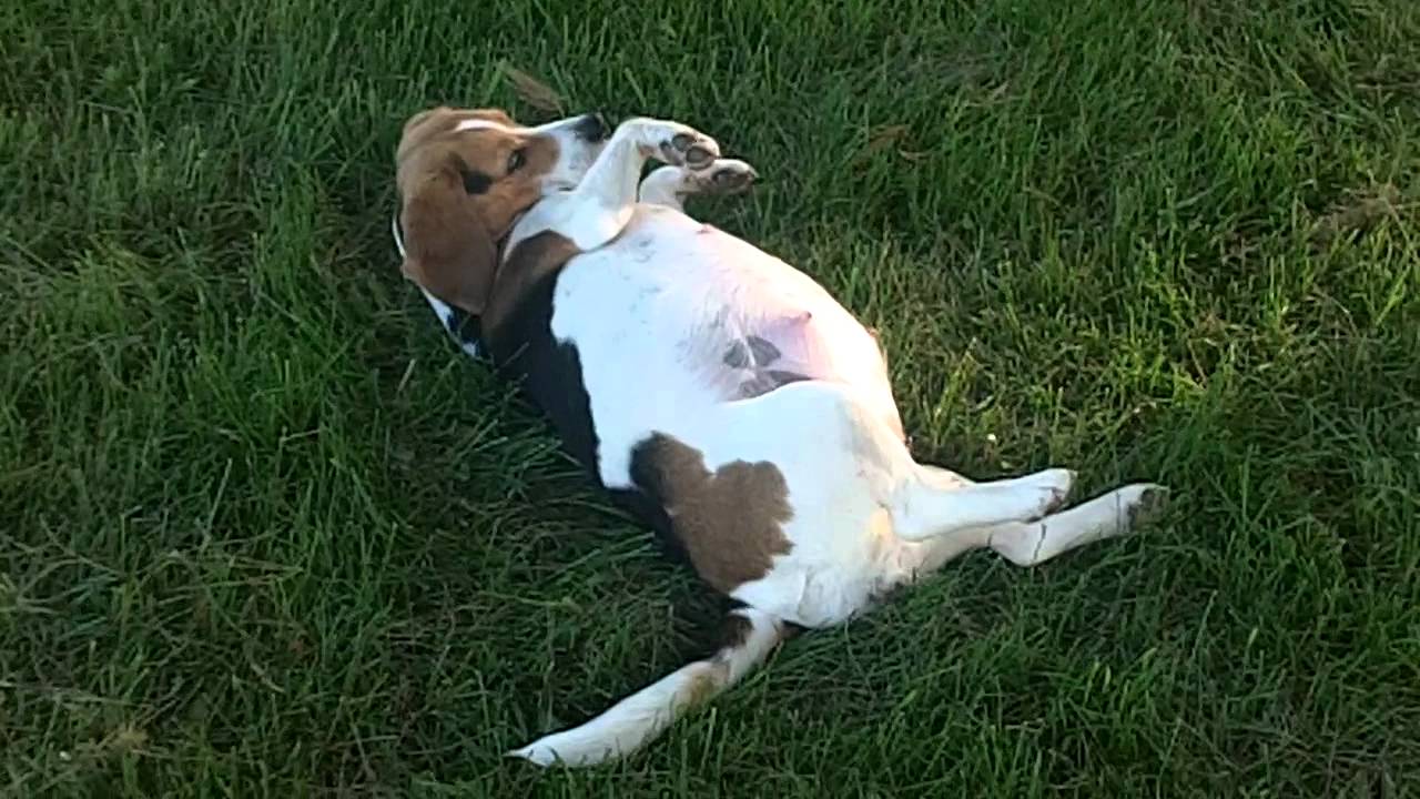 Beagle dog pregnancy