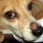 Beagle dog skin problems