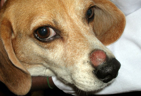 Beagle dog skin problems