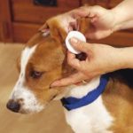 Beagle ear cleaning tips