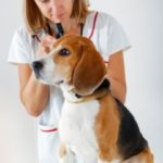 Beagle ear infection medicine