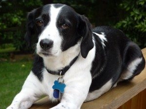 Beagle english springer spaniel mix