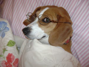 Beagle Eye Care