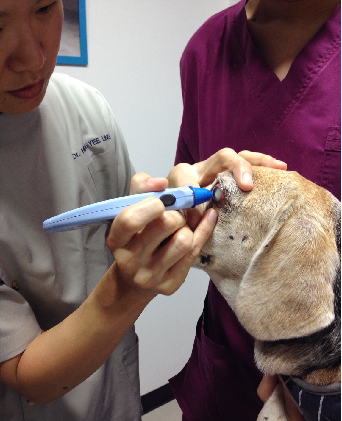 Beagle eye diseases