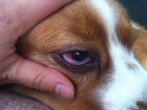 Beagle eye infection