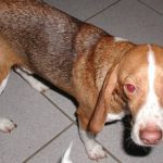 Beagle eyes red
