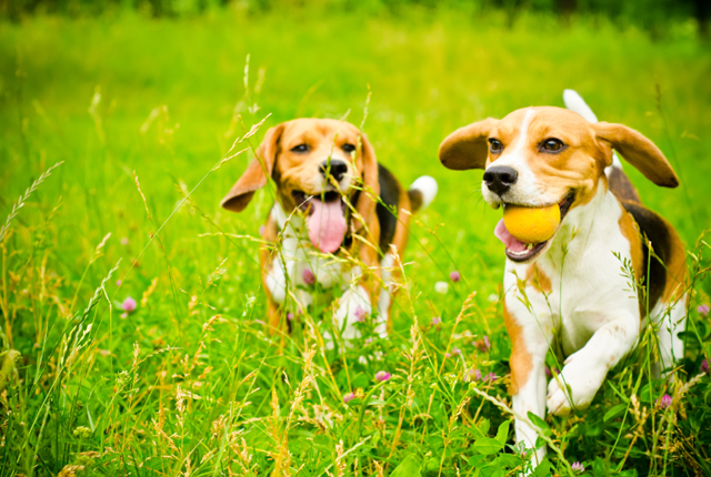 Beagle facts and pictures