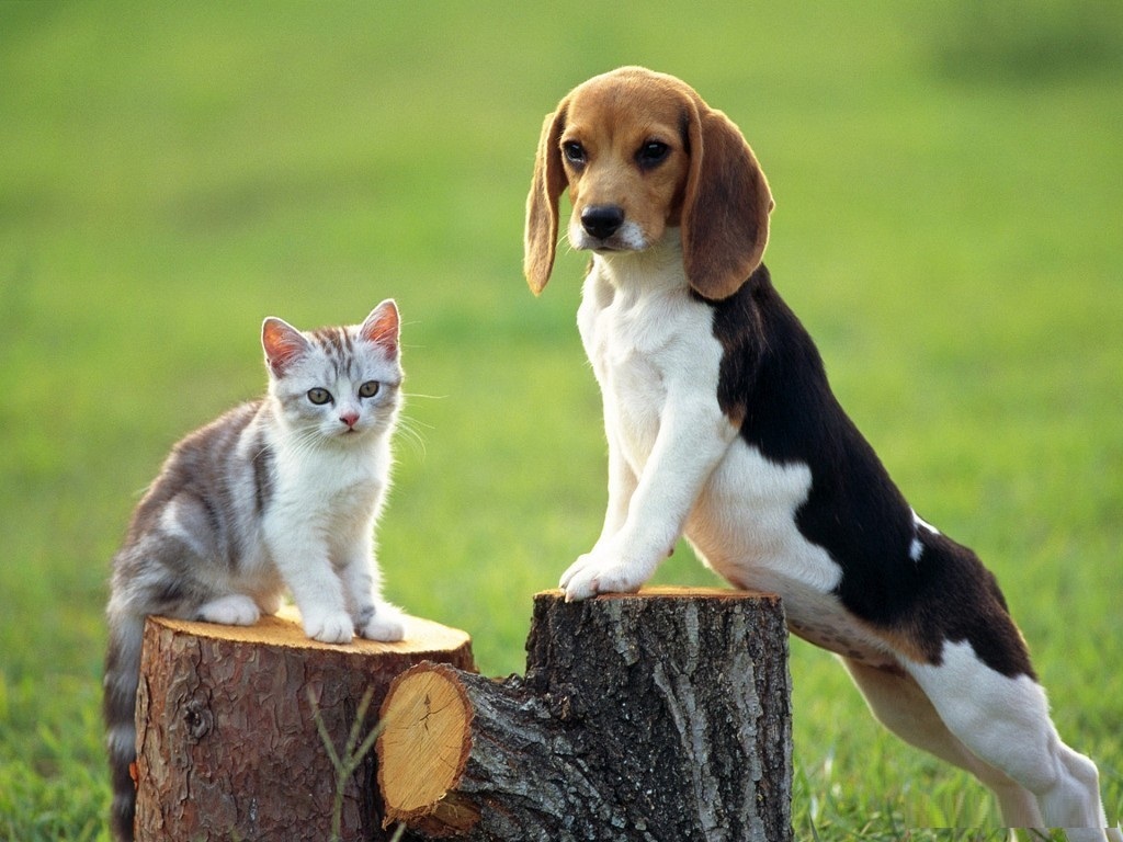 Beagle facts and tips