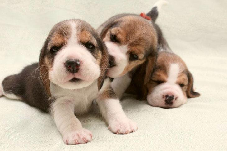 Beagle female puppy names
