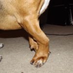 Beagle front leg problems
