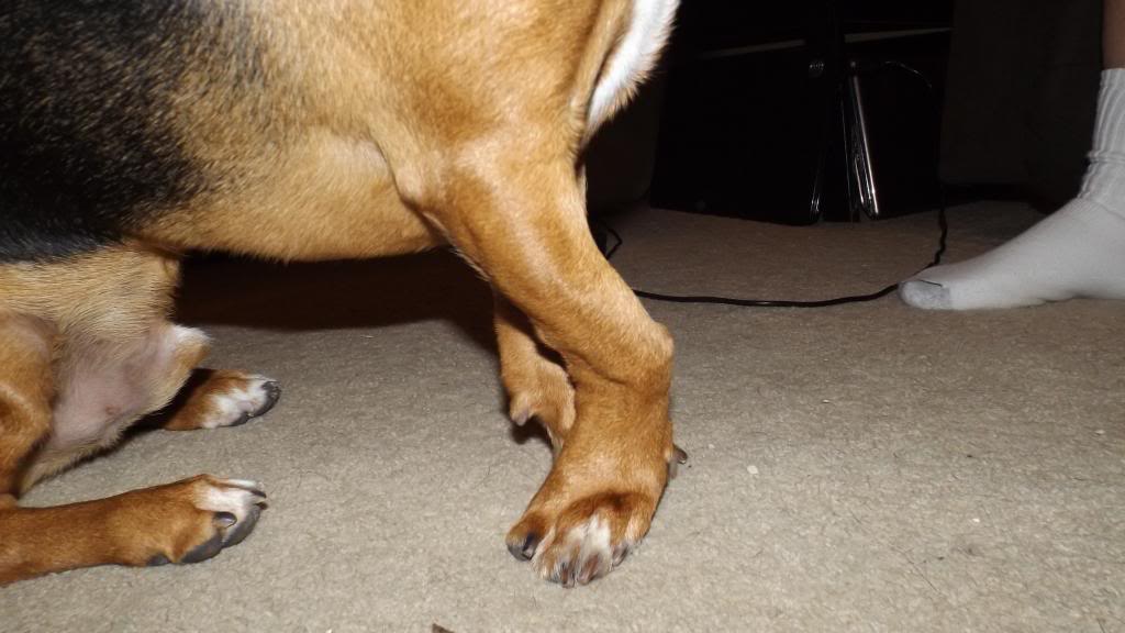 Beagle front leg problems