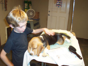 Beagle grooming
