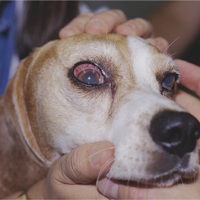 Beagle Eye Diseases - Conditions And Tips For Caring