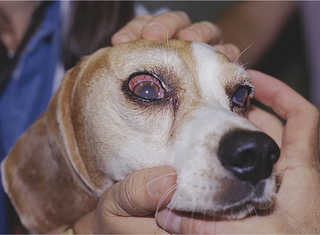 Beagle health problems eyes