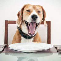 Beagles Bread Recipe | 1001doggy.com