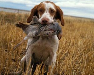 Beagle hunt training