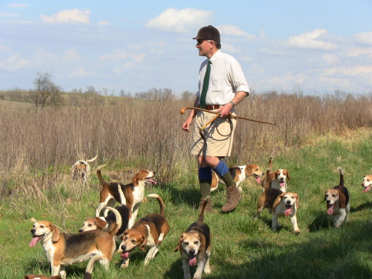 Beagle hunting dog training