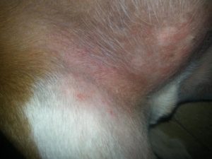 Beagle itchy red skin