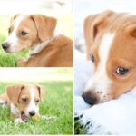 Beagle jack russell terrier mix puppies