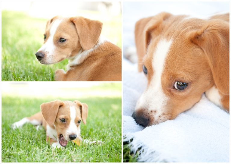 Jack Russell Beagle Puppies For Sale at Anna Amico blog