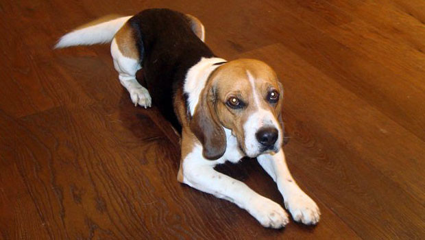 Beagle keeps limping