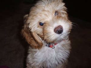 Beagle mix with poodle