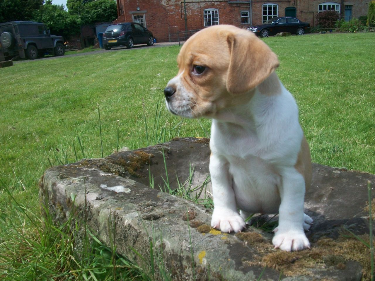Beagle mixed with Pug puppy for sale
