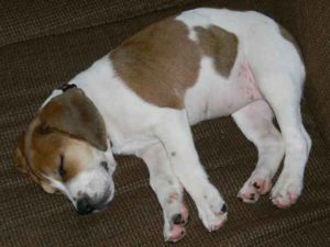 Beagle pitbull mix for sale
