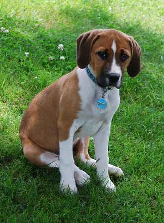 Beagle pitbull mix puppies