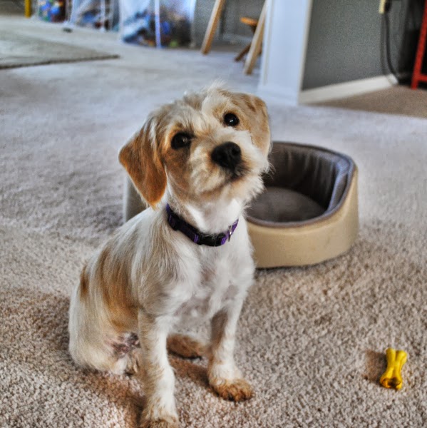Beagle poodle mix for adoption