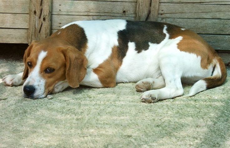 Beagle pregnancy calendar
