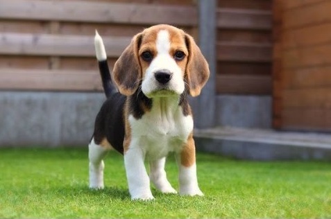 Beagle puppy 8 weeks size