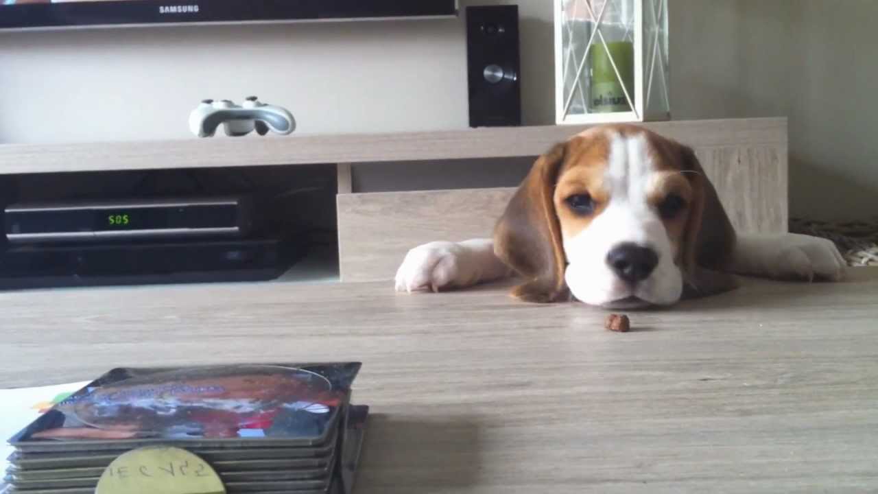 Beagle puppy 8 weeks to 8 months