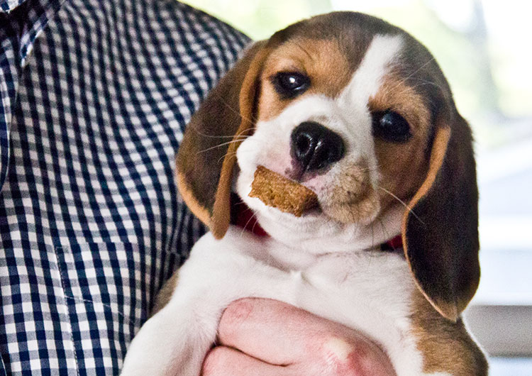 Beagle puppy food recipes