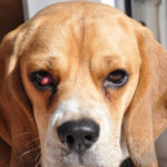 Beagle puppy has watery eyes