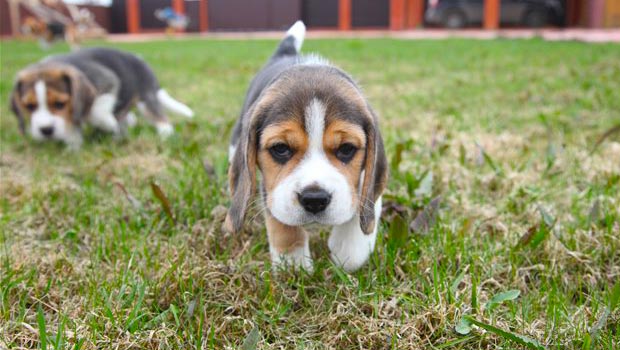 Beagle puppy potty training tips