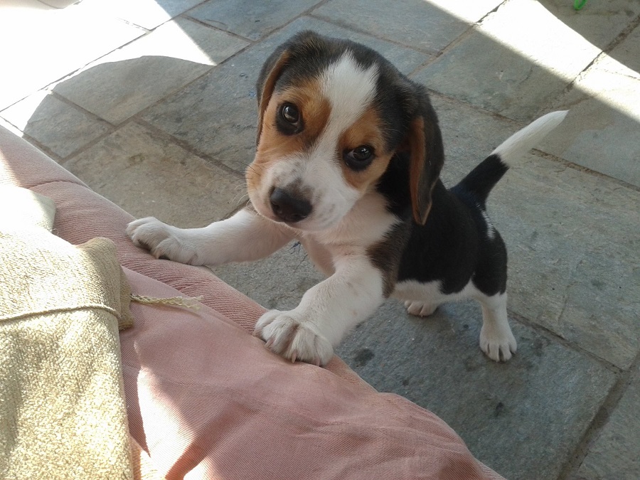 Beagle puppy with diarrhea