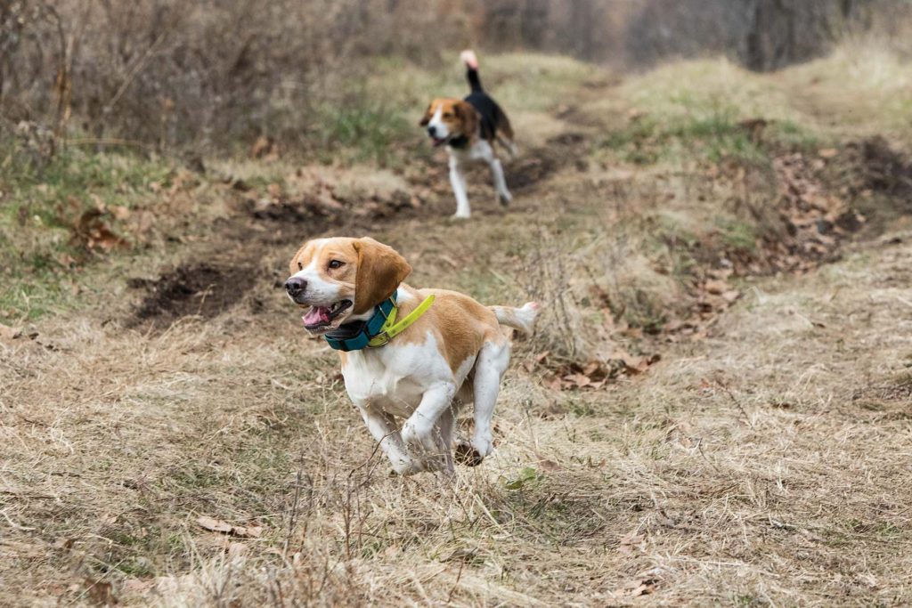 Beagle Hunt Training Owners Tips And Useful Advices
