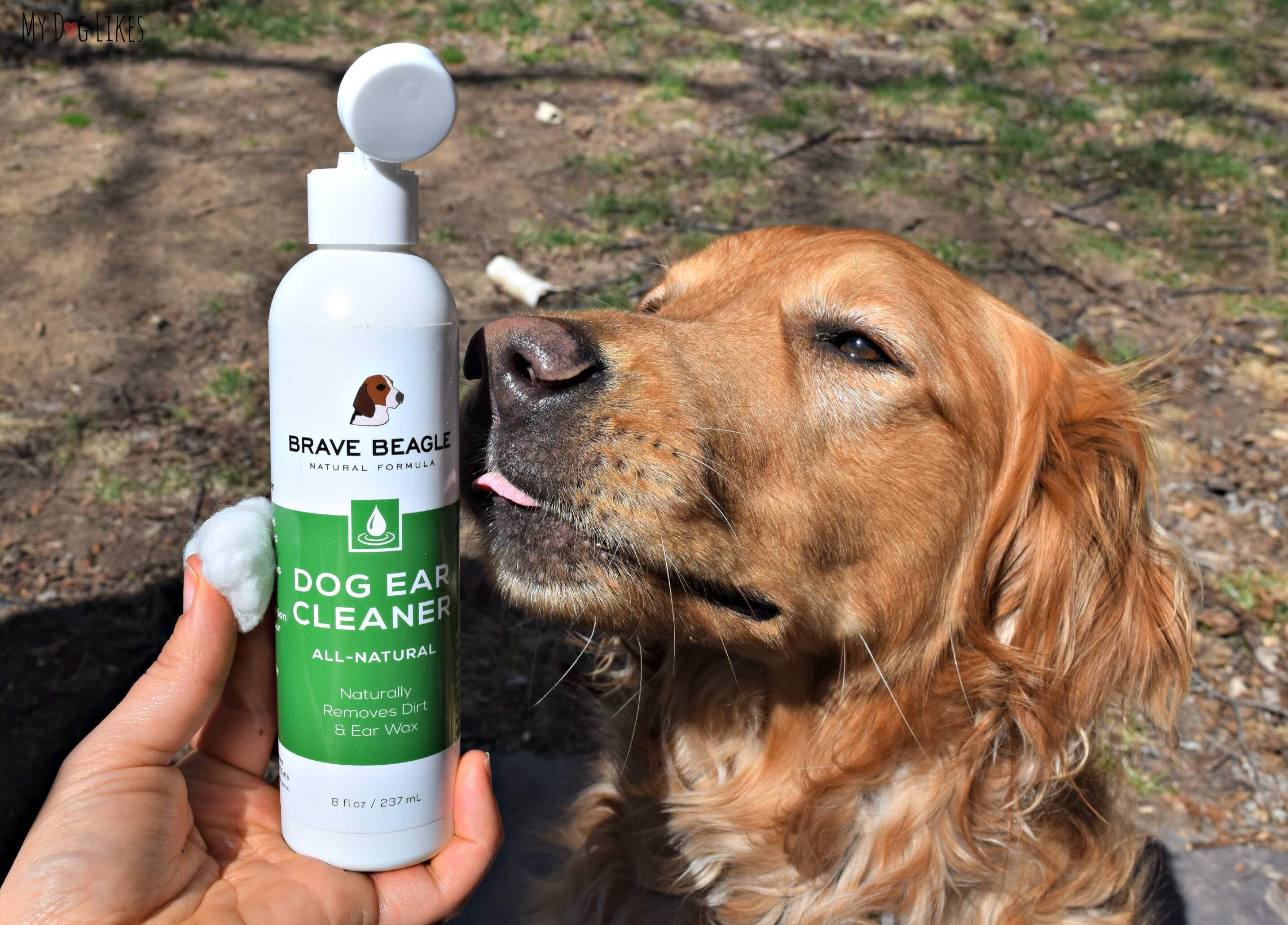 Beagle shampoo testing