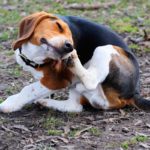 Beagle skin disease