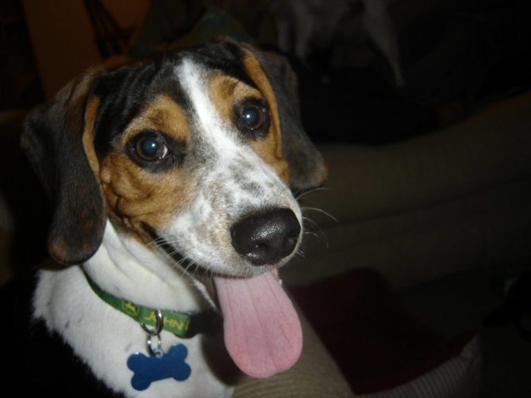 Beagle cross jack russell terrier
