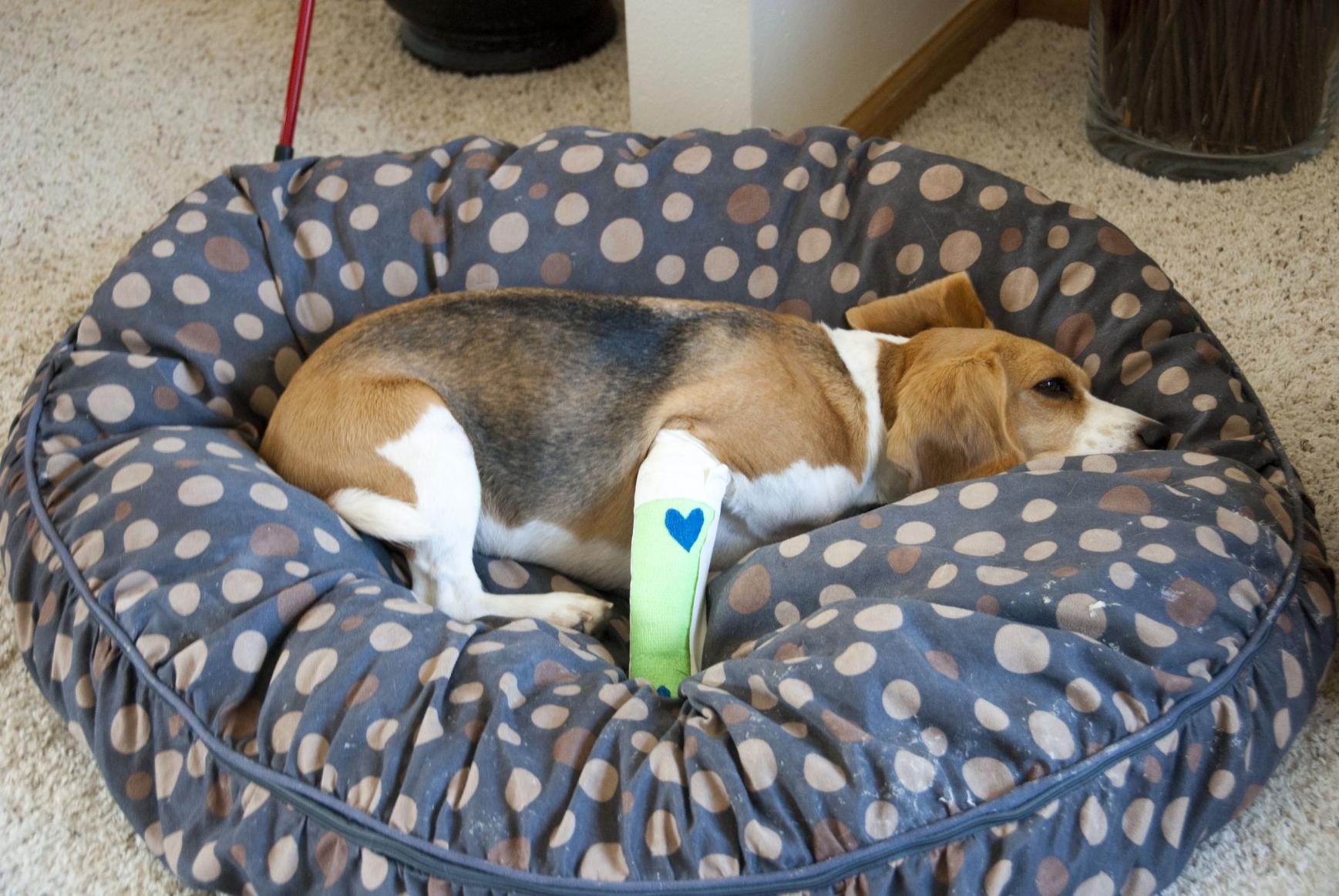 Beagle suddenly limping