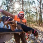 Beagle training for hunting rabbits